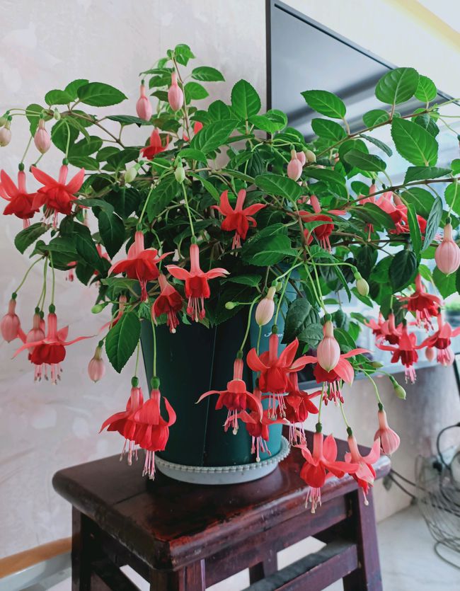 最耐阴不需要阳光的植物室外,喜阴怕阳光非常好养的盆栽大全