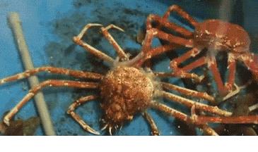 关于螃蟹科普知识,螃蟹科普