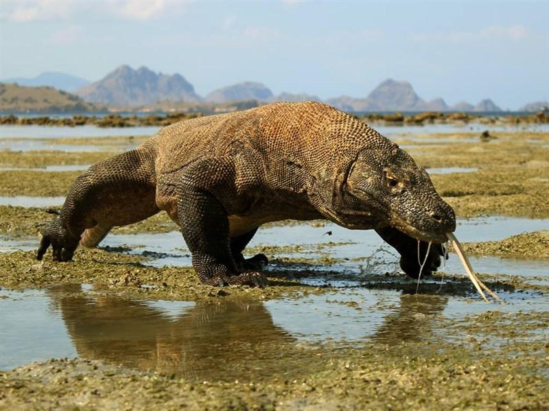 一个成年人被科莫多巨蜥咬了一口，现在的医学水平能救吗？