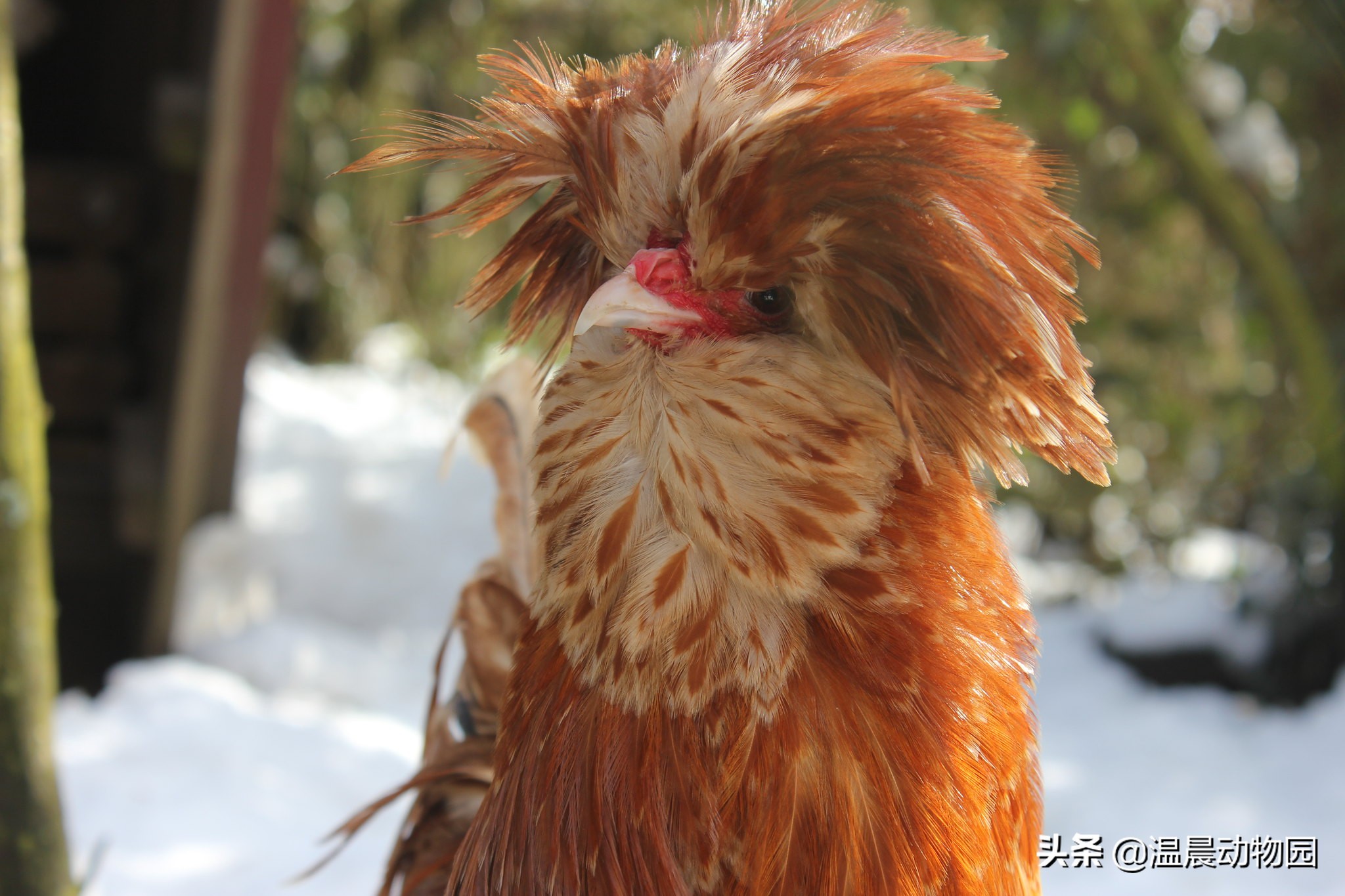 大部分人都喜欢吃鸡，但是鸡被人类驯化后还选育出了这些观赏品种