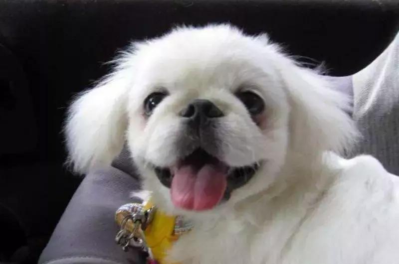 京巴网红狗,京巴犬网红