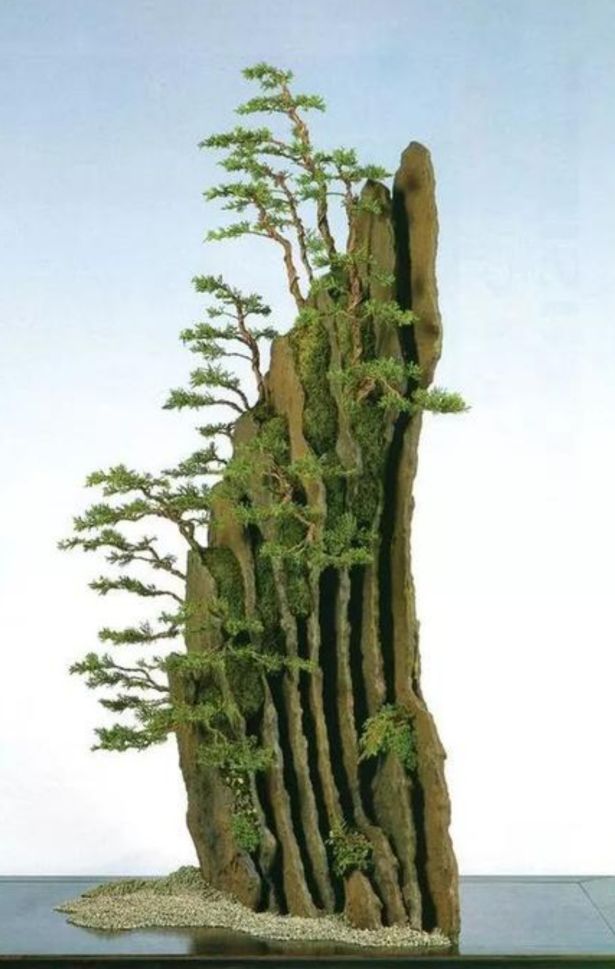 适合做附石盆景的植物,附石盆景如何固定石头