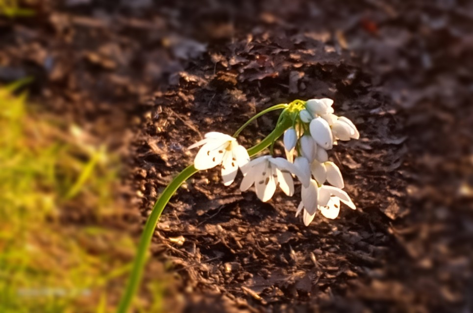 一树山,我的精神家园