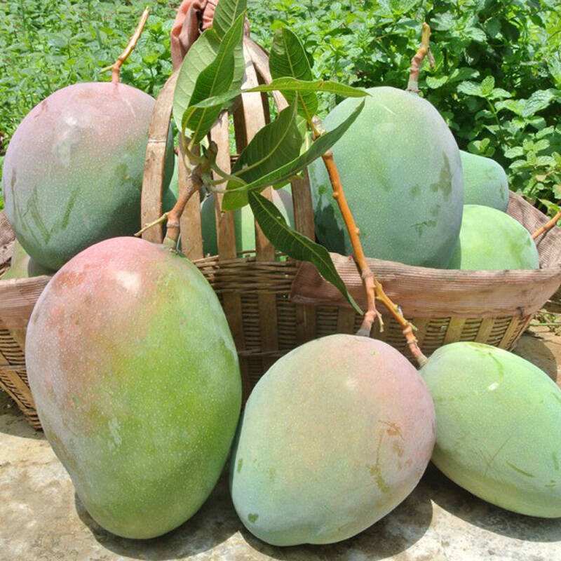 怎样才能更好地预防芒果角斑病,芒果角斑病的症状和治疗方法