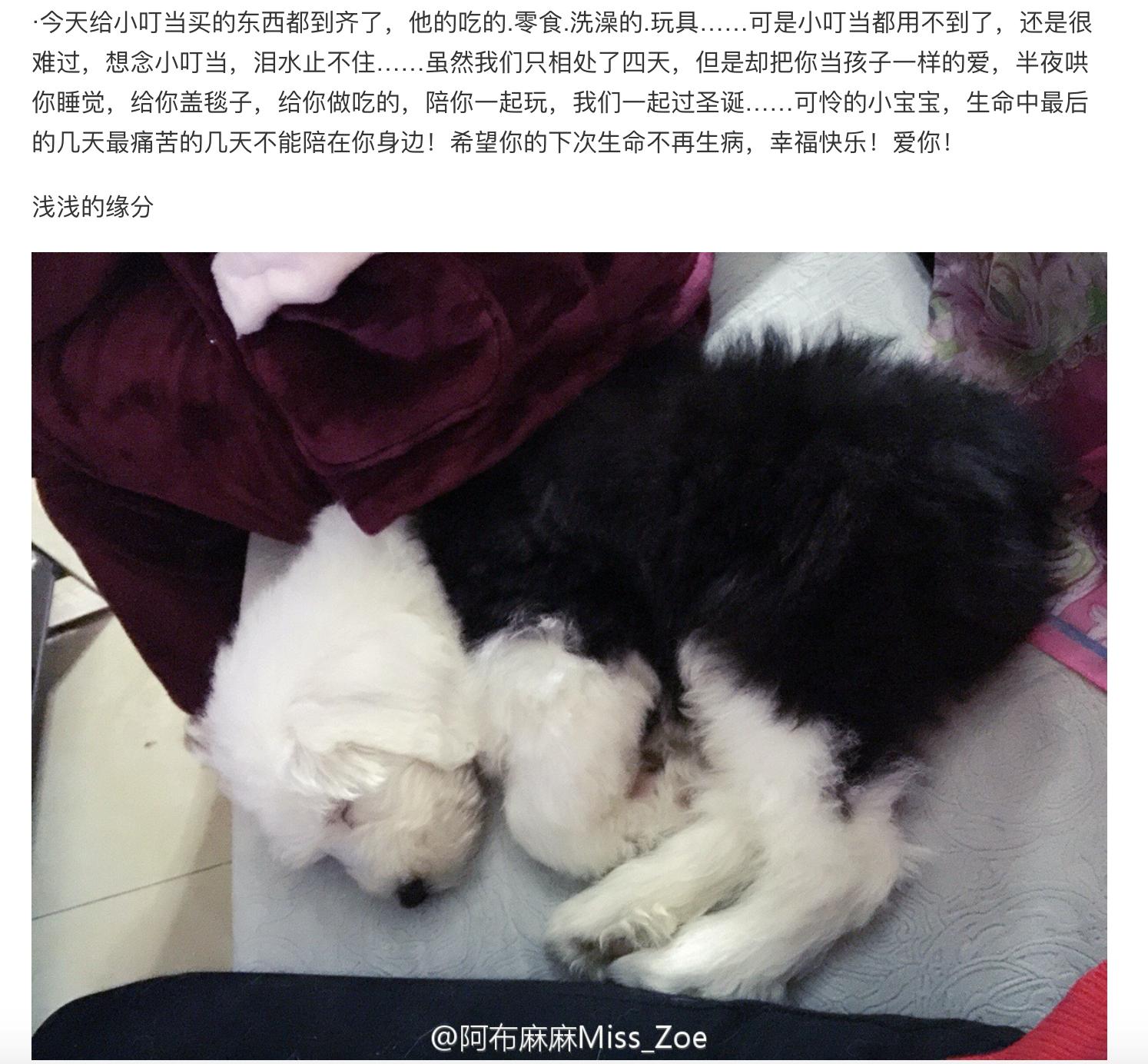 铲屎官用5年的踩雷经验来告诉你，初次养狗要注意的十个问题