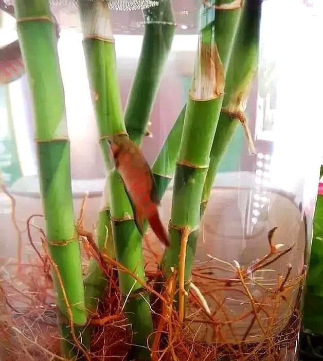 富贵竹生蚊子的方法,水养富贵竹有蚊子怎么处理