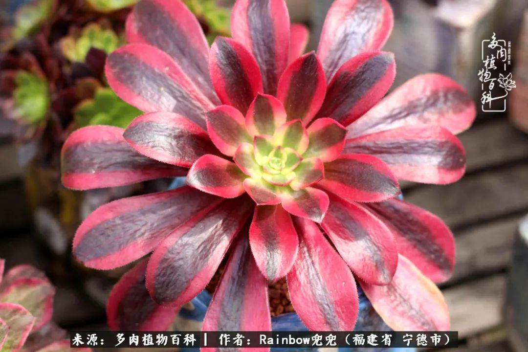 岁月无波澜余生不悲欢是啥意思,愿你岁月无波澜敬我余生无悲欢