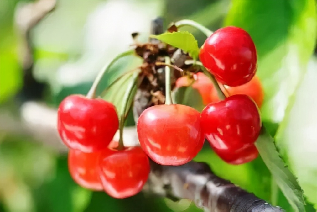 日本特产有哪些值得带回,日本特产都有哪些值得带的