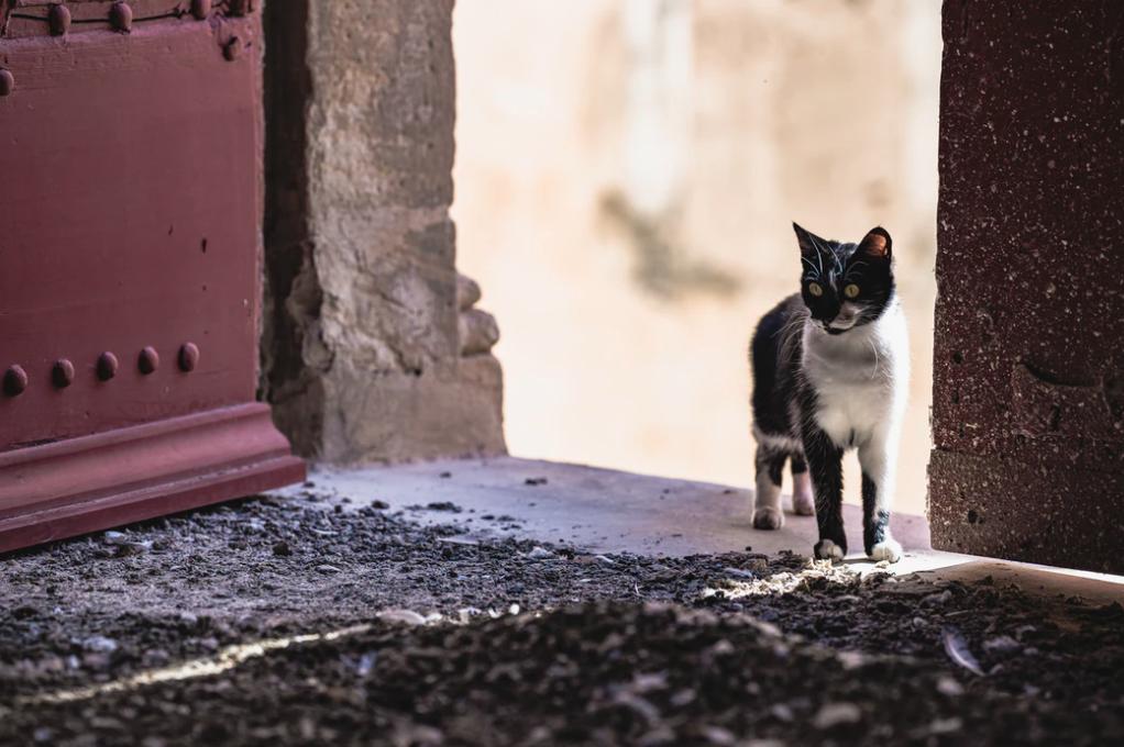 招标中磋商和谈判的区别,招标和议标的区别是什么