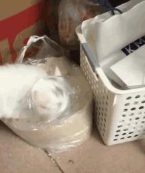 “煮了几天饭后,我在米缸里挖到了猫屎...”