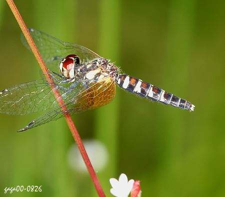 蜻蜓大批飞是什么征兆,蜻蜓在空中突然消失给人什么感觉
