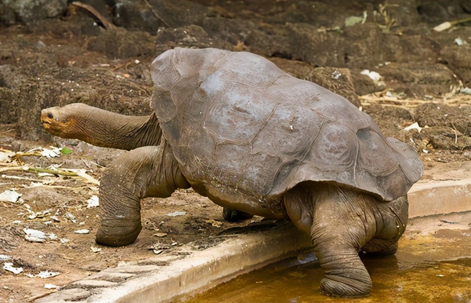 龟类纪录片,龟类图片