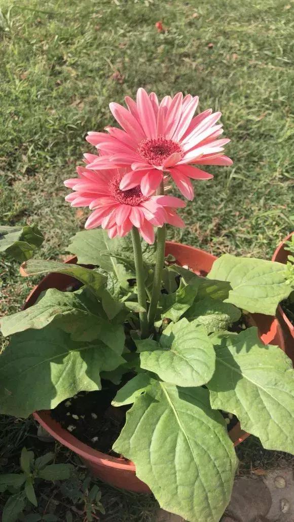 这6种花给点水就爆盆懒人必备,六种花千万别养