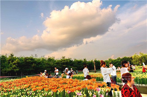 世界最美百合花海,超级惊艳的花海美景15分钟视频