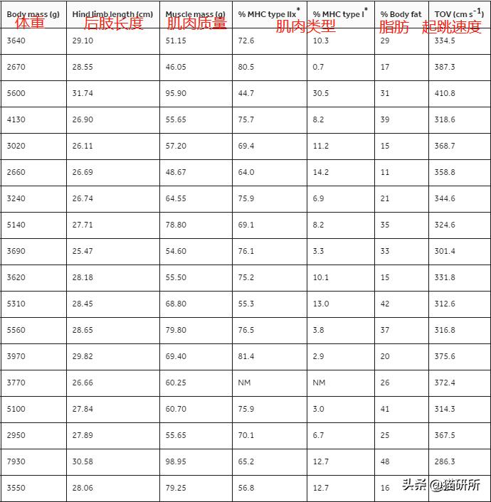 猫咪到底能跳多高,猫咪能跳多高