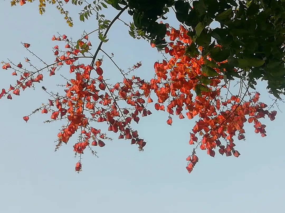 草木人间和燃冬,草木和人间