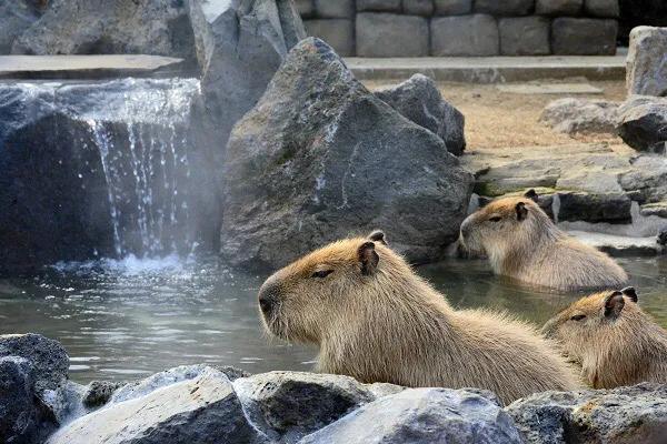 日本最近很火的萌物,日本必买的十大萌物
