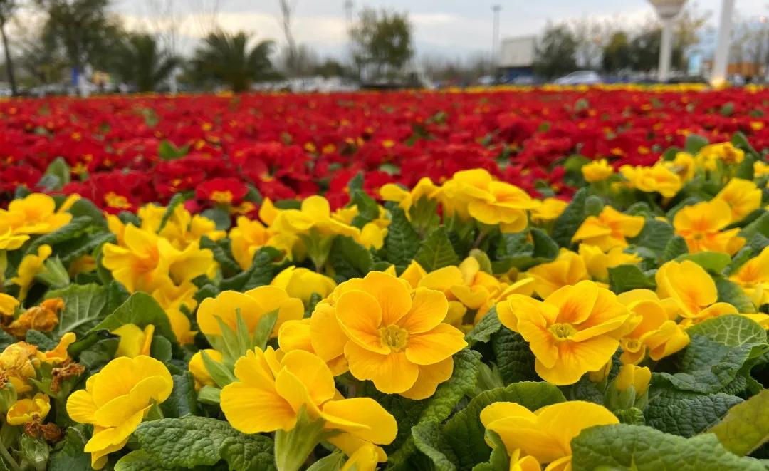 邛海湿地公园旅游攻略路线,西昌邛海住民宿攻略