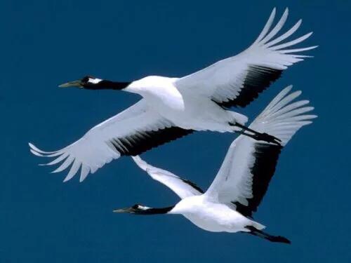 大雁属于杂食性的水禽,大雁最大品种