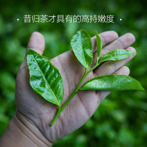 普洱茶临沧永德忙肺古树茶,临沧镇康古树茶普洱茶价格