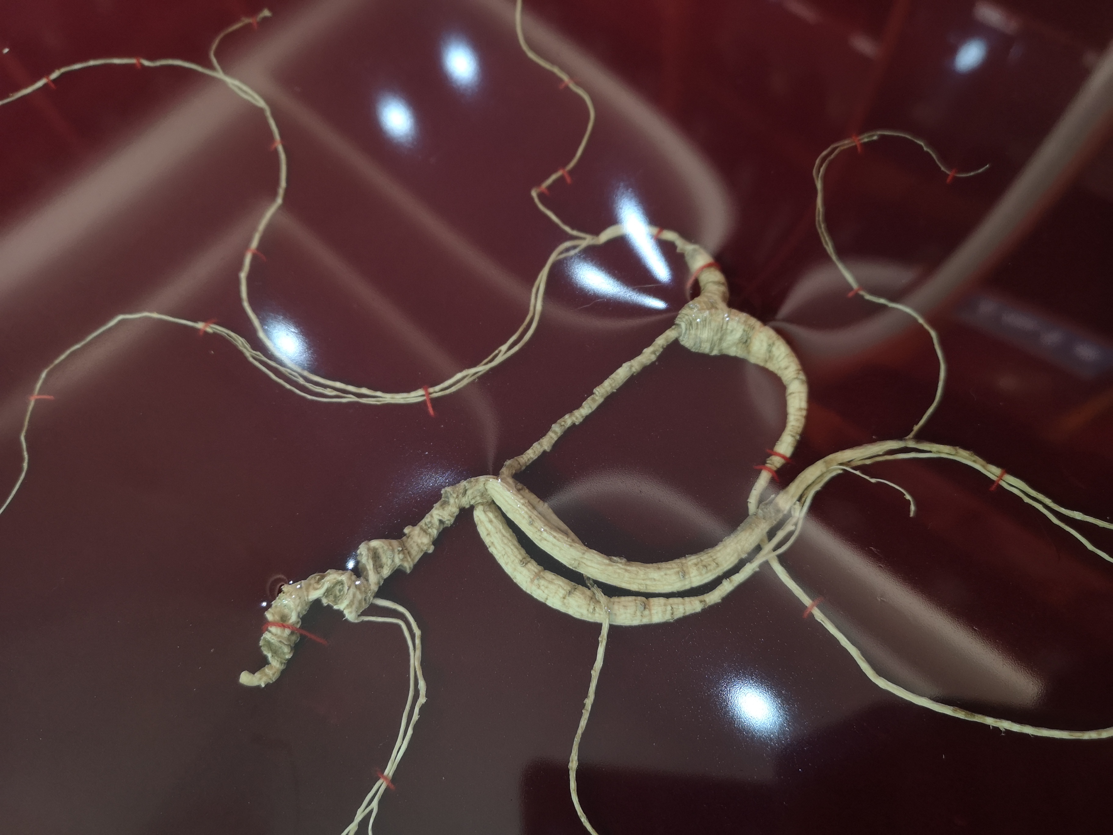 鲜参的加工详细方法,鲜参的种类大全