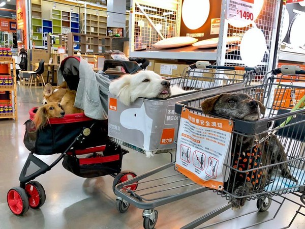 两台手推车被狗狗塞满，主人被迫手拿商品，这是在遛狗还是购物？