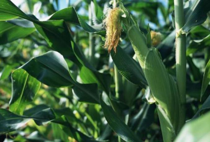 玉米叶斑病最好防治方法,玉米弯孢霉叶斑病防治方法