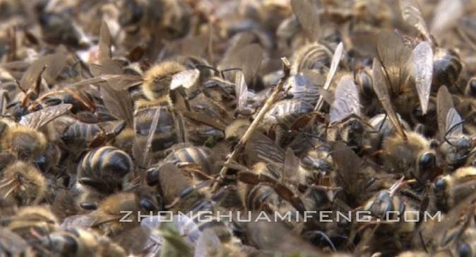 中毒的蜜蜂怎么补救,蜜蜂中毒最佳解毒方法