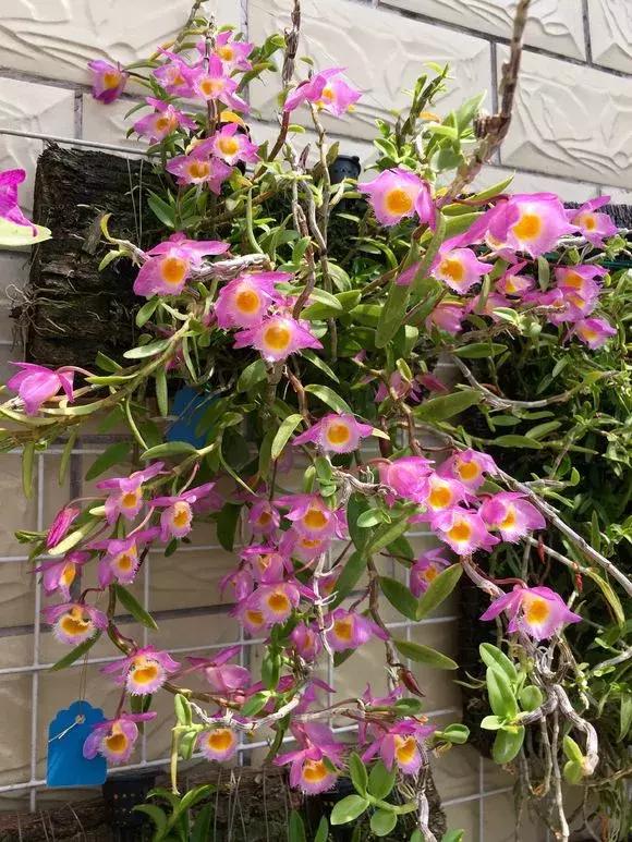 最好养爱开花的兰花,四季能开花的兰花有哪些