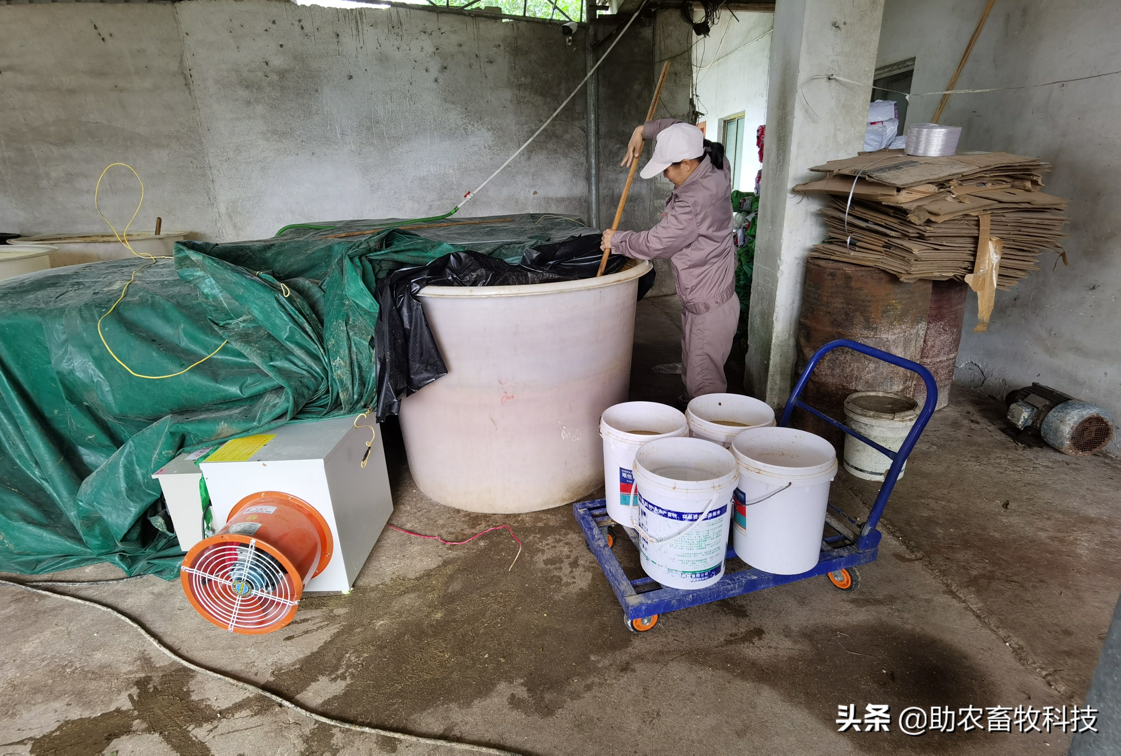 100头母猪养殖视频大全,中草药养母猪技术