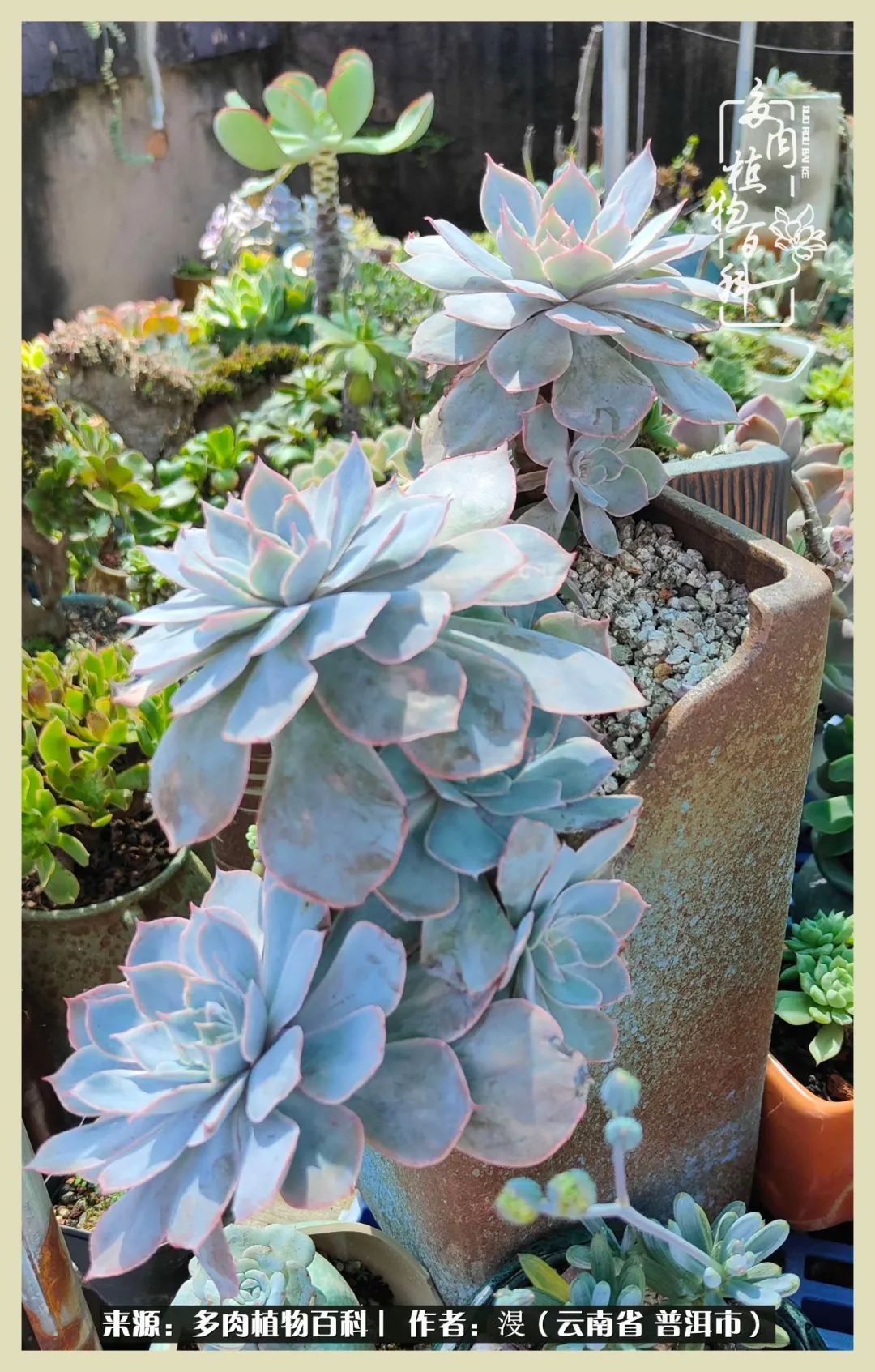 深情不及久伴,厚爱无需多言,择一“爱”,护一生