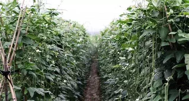 代森锰锌能治土壤板结吗,代森锰锌能防哪些病