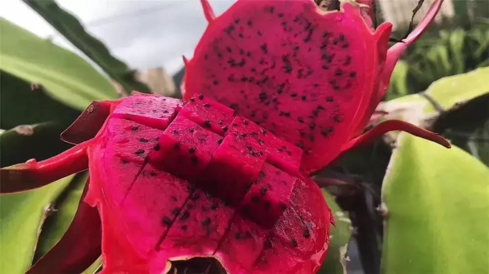 值得带回家的海南特产,带你分享海南特产海鲜