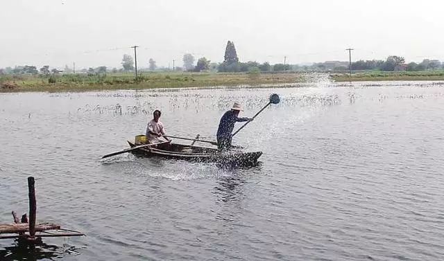 鱼得了败血症如何处理,鱼病毒性败血症的防治