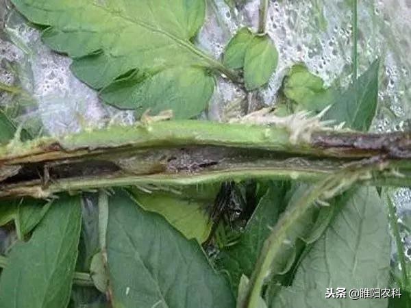 防治霜霉病疫病的农药,如何用一个药解决抗性霜霉疫病