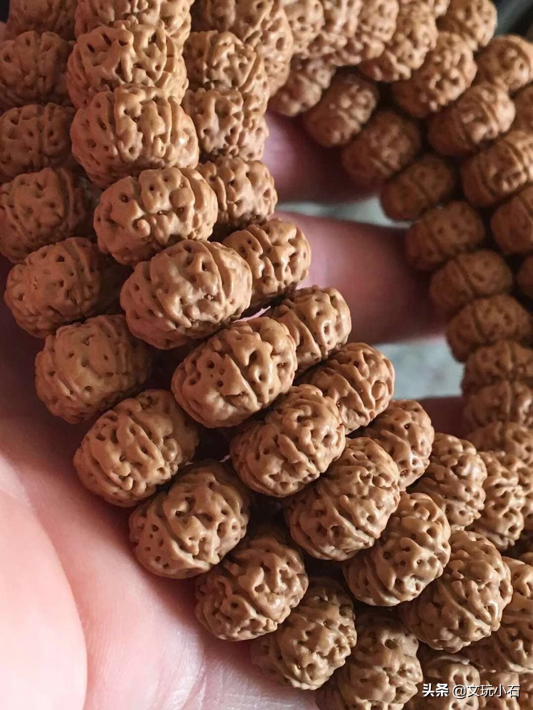 金刚菩提入门知识，新手必备，掌握了三言两语就能让别人刮目！