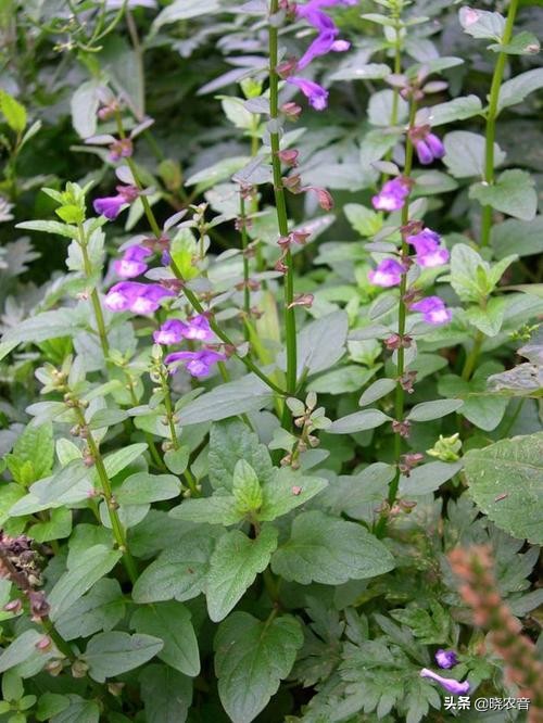 半枝莲种植成本和利润,种半枝莲行情怎么样