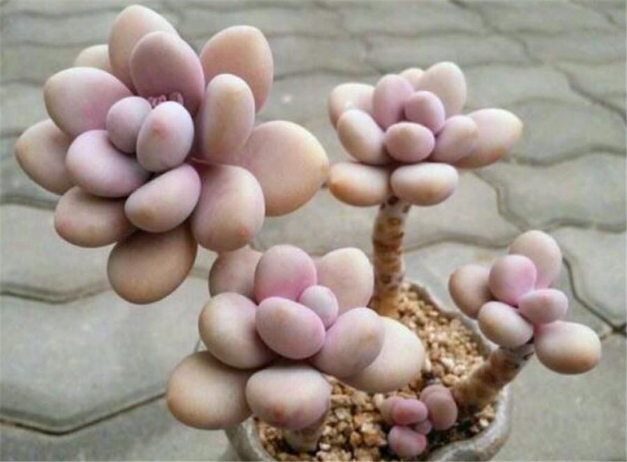 桃蛋叶片鼓起来透明怎么办,桃蛋叶片发白怎么回事