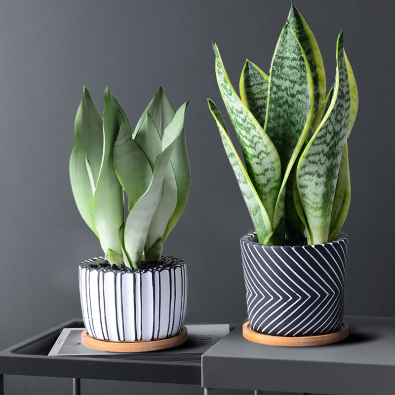 净化空气而且对身体好的花,净化空气对人身体有益的花