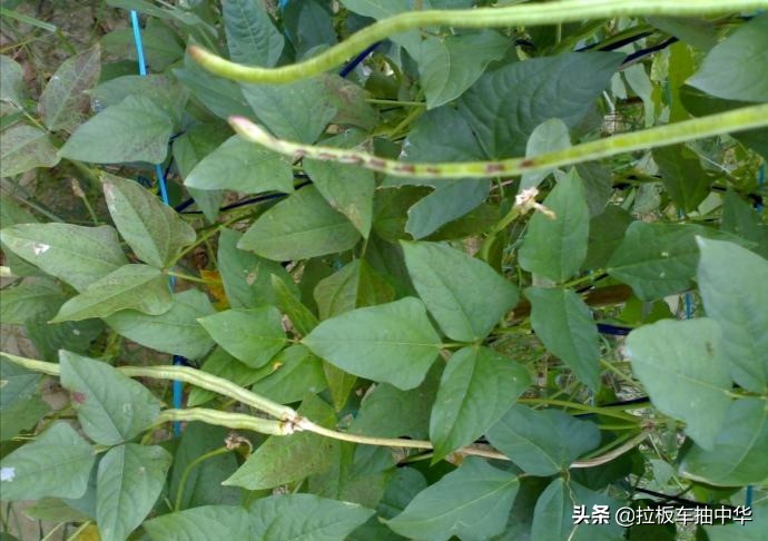 氯溴异氰尿酸90%的好还是50%的好,氯溴异氰尿酸50%和90%农用哪个好