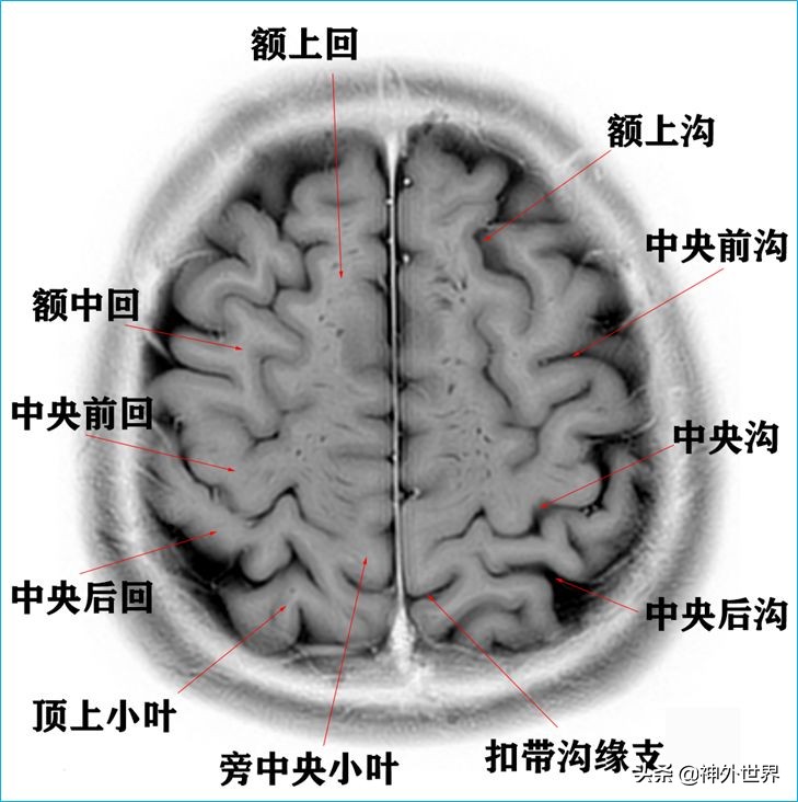 脑解剖学讲解视频全集,脑功能解剖学习