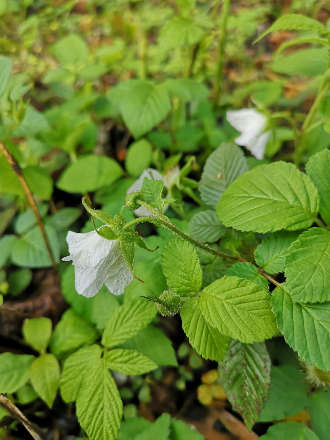 竹林深处探宝——只为了那一棵黄精