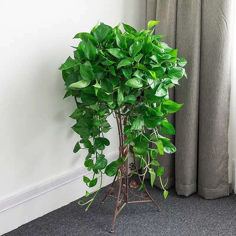 “绿萝”干叶尖,是因为缺水?还是因为空气湿度低?可别弄错了!