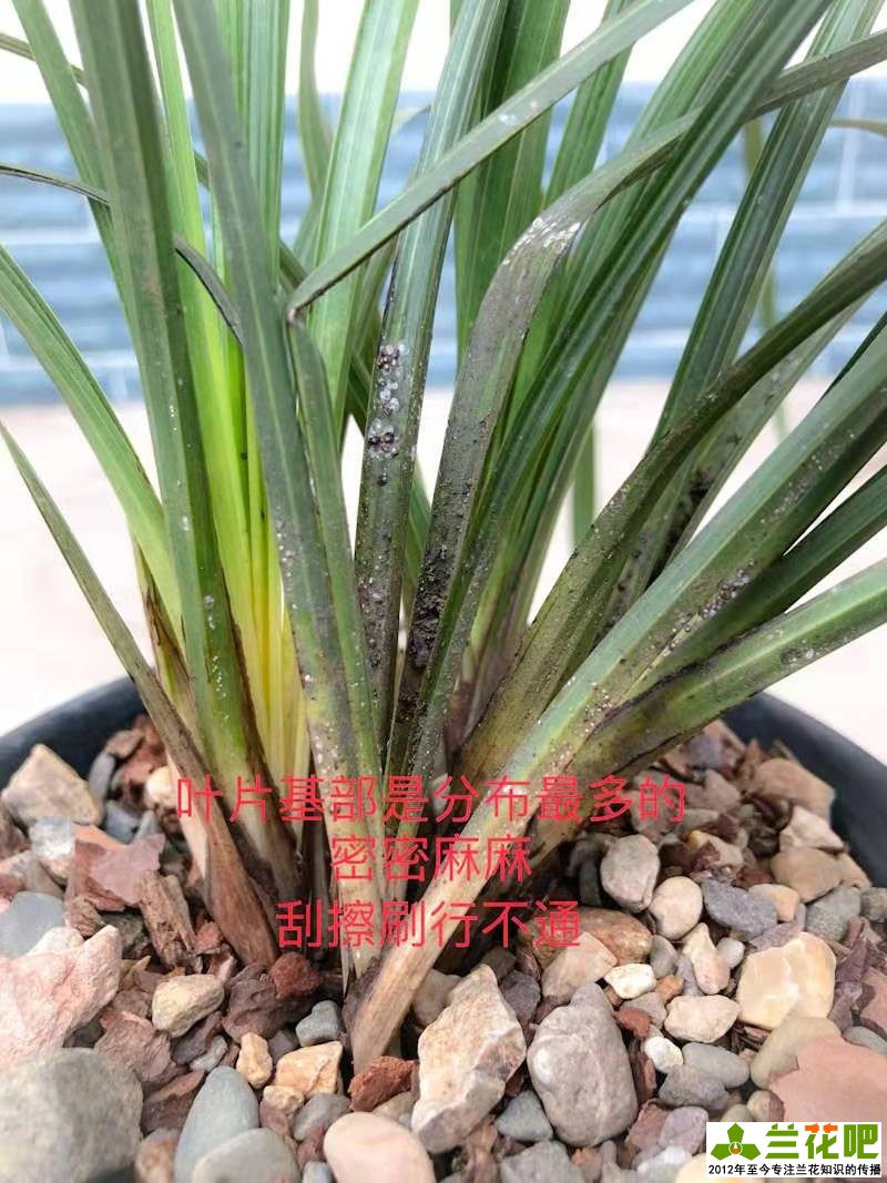 春季蚧壳虫活跃，叶片上白色颗粒刮擦刷治标不治本，两种药物根除