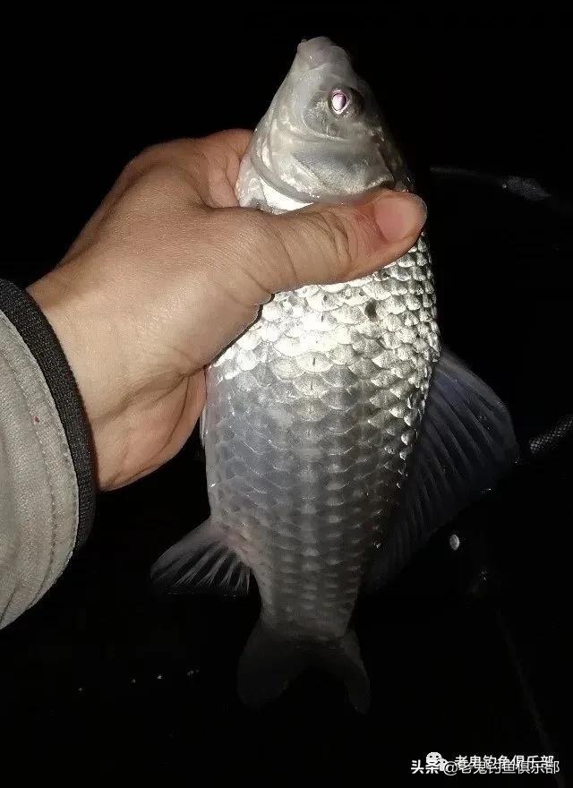 九一八野战篇饵料适合钓什么鱼,野钓九一八