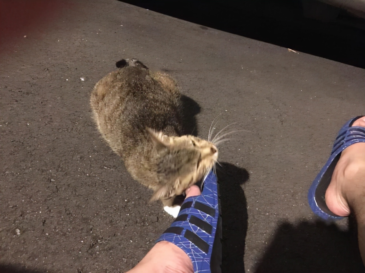 被怀孕母猫碰瓷,被怀孕猫咪碰瓷