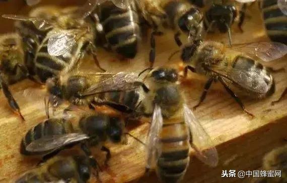 蜜蜂死亡在箱内怎么处理,蜜蜂死亡后如何消毒