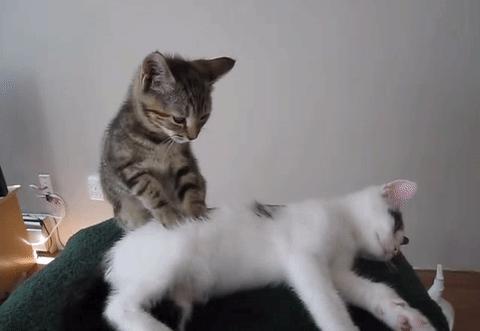 盘点那些霸道总裁猫咪,霸道总裁猫咪