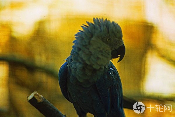 地球上已经绝种的七个国宝级动物,史上已灭绝的18种动物你了解了吗