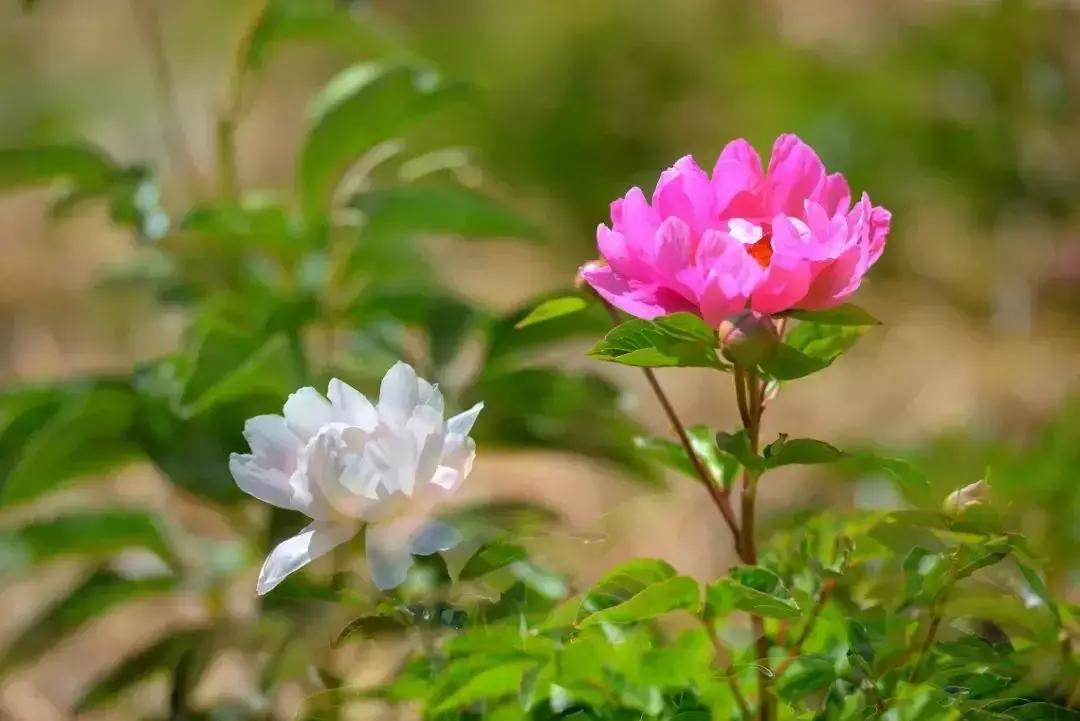 凉山州哪里可以赏花,西昌赏花攻略